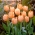Tulip 'Apricot Beauty' - suur pakk - 50 tk