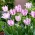 Carte Tulip Aria - grand paquet! - 50 pieces