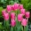 Tulip 'China Pink' - paquete grande - 50 piezas