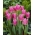 Tulipe 'China Pink' - grand paquet - 50 pieces