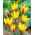 Tulpan 'Chrysantha' - stort paket - 50 st