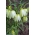 Hvitblomstret slangehode fritillary - stor pakke! - 50 stk; slangehode, sjakkblomst, froskekopp, guinea-høneblomst, guineablomst, spedalsk lilje, Lazarus-bjelle, rutete lilje, hengende tulipan
