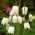 Fritillary κεφάλι φιδιού με λευκά άνθη - μεγάλη συσκευασία! - 50 τεμ. κεφάλι φιδιού, λουλούδι σκακιού, κύπελλο βατράχου, λουλούδι ινδικής όρνιθας, λουλούδι φραγκόκοτας, κρίνος λεπάρου, κουδούνι Λάζαρος, καρό κρίνος, γέρνοντας τουλίπα - 