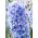 Hyacint 'Blue Tango' - dobbeltblomstret - stor pakke - 30 stk.