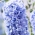Hyacinth 'Blue Tango' - dobbeltblomstret - stor pakke - 30 stk