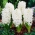White flowered hyacinth - 9 pcs