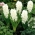 White flowered hyacinth - 9 pcs