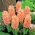 Oranžový hyacint - 9 ks - 