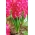 Red flowered hyacinth - 9 pcs