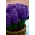 Marinblå blommig hyacint - 9 st