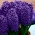 Tamnoplavi cvjetni zumbul - 9 kom