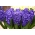 Giacinto 'Royal Navy' - fiori doppi - confezione grande - 30 pz