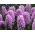 Hyacinth Splendid Cornelia - confezione grande! - 30 pz - 