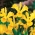 Iris holandés - Golden Harvest - paquete grande - 100 piezas