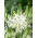 Vita camas 'Alba' - stort paket - 20 st; Indisk hyacint, kamash, vild hyacint