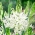 Vita camas 'Alba' - stort paket - 20 st; Indisk hyacint, kamash, vild hyacint