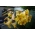 Trompetenlilie - Goldene Pracht - großes Paket! - 10 Stk