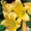 Trumpet lily - Golden Splendor - paket besar! - 10 buah - 