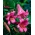 Trobenta lilija - 'Pink Perfection' - velika embalaža - 10 kosov