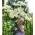 زنبق درختی - زنان زیبا - بسته بزرگ! - 10 عدد - 