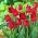 Tulip Barbados - grand paquet! - 50 pieces