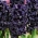 Hyacinth Dark Dimension - черный - большая упаковка! - 10 шт - 