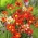 Kvetina harlekýn - rôzne farby - veľké balenie! - 200 ks; Sparaxis