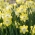 Daffodil, narcissus Pipit - pakej besar! - 50 keping - 
