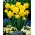 Narcissus Dick Wilden - Daffodil Dick Wilden - 5 bebawang
