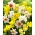Daffodil, narcissus Mix - confezione grande! - 50 pz