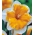 Narciso, narciso Orangery - ¡paquete grande! - 50 pcs