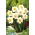 Kaheõieline nartsiss, nartsiss 'Flower Drift' - suur pakk - 50 tk