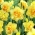 Narcise, narciss 'Tahiti' - liels iepakojums - 50 gab.