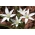 Záhradná betlehemská hviezda - veľké balenie! - 100 ks; tráva ľalia, napoludnie, dáma o jedenástej