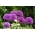 Cipolla ornamentale Purple Sensation - confezione grande! - 30 pz