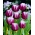 Tulip Arabian Mystery - großes Paket! - 50 Stück