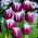 Tulip Arabian Mystery - แพ็คเกจใหญ่! - 50 ชิ้น - 