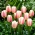 Tulip Beau Monde - pacote grande! - 50 pcs - 