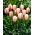Tulip Beau Monde - pacchetto grande! - 50 pz - 