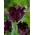 Tulipano 'Black Parrot' - confezione grande - 50 pz