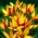 Tulipano botanico - Cynthia - confezione grande! - 50 pz