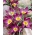 Botanical tulip - Eastern Star - large package! - 50 pcs
