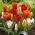 Tulip botani - pertumbuhan rendah - berbagai macam warna - paket besar! - 50 buah - 