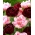 Purpurrotes und hellrosa Tulpenset - 2 Sorten - 50 Stück