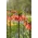 Crown imperial - Beethoven - large package! - 10 pcs; imperial fritillary, Kaiser's crown