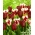 Set od 2 sorte tulipana 'Grand Perfection' + 'National Velvet' - 50 kom