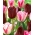 Sæt med 2 tulipanvarianter 'Playgirl' + 'National Velvet' - 50 stk.