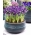 Netted iris Spot On - Stor pakke! - 100 stk; Guldnetet iris