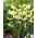 Daffodil, narcissus 'Exotic Mystery' - large package - 50 pcs