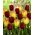 Sada 2 odrôd tulipánov 'Suncatcher' + 'National Velvet' - 50 ks